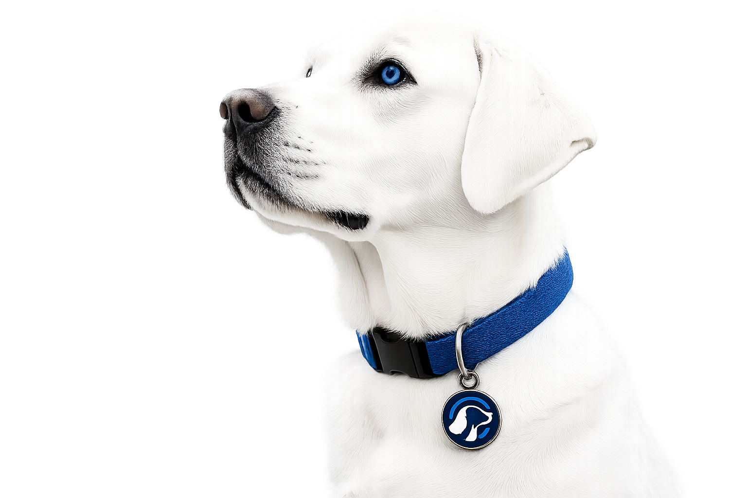 searchhound-dog-3